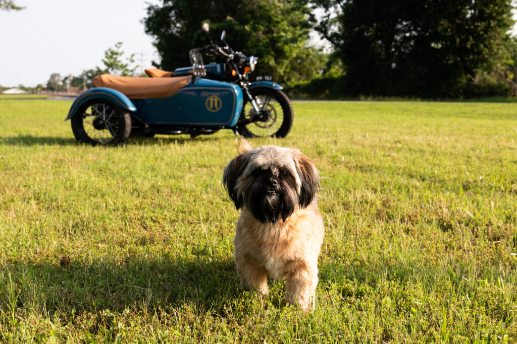 Dogs and Sidecars
